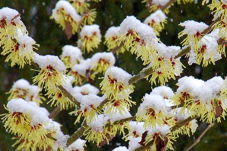 13_18maerz_schnee_zaubernuss 002.JPG